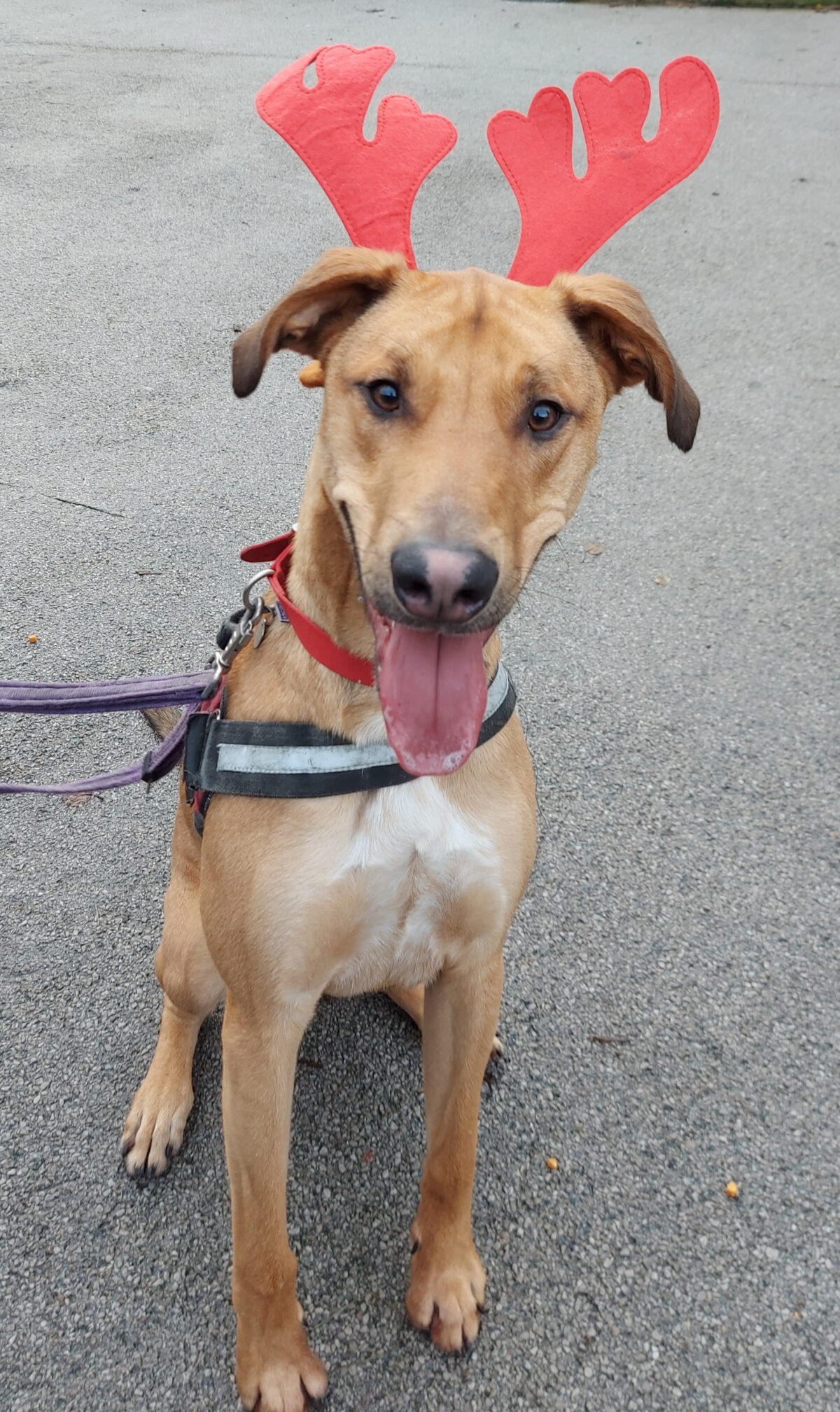 Giving our local animals in need a treat this Christmas